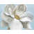 Toile