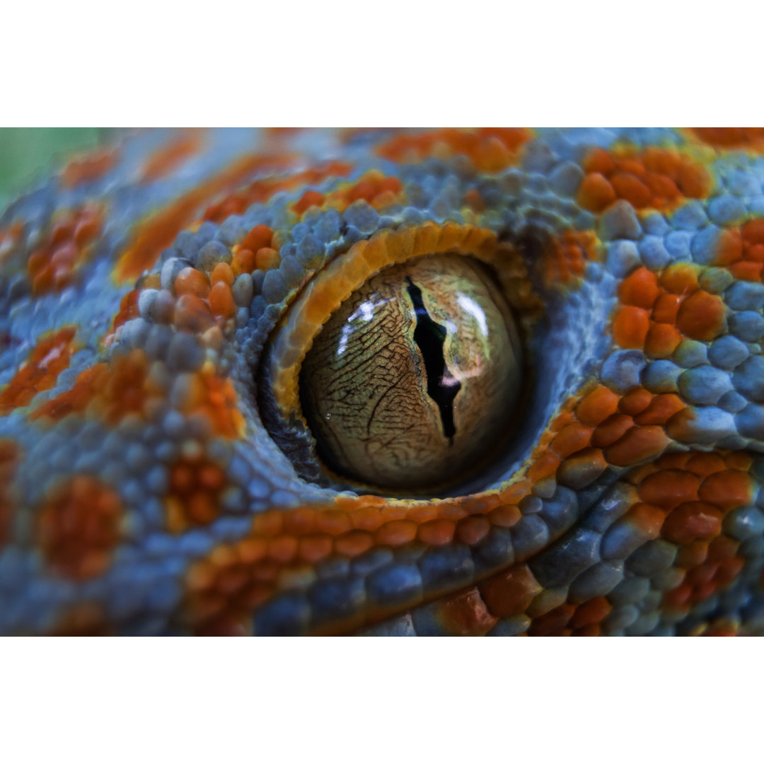 Tokaier Gecko (Gekko Gecko)