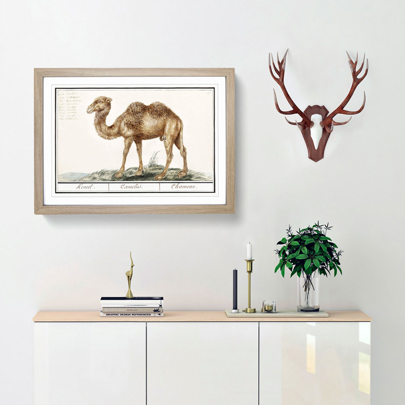 Camel by A.B. De Boodt - Picture Frame Painting Print, Oak Framed, 36cm H x 48cm W x 2cm D