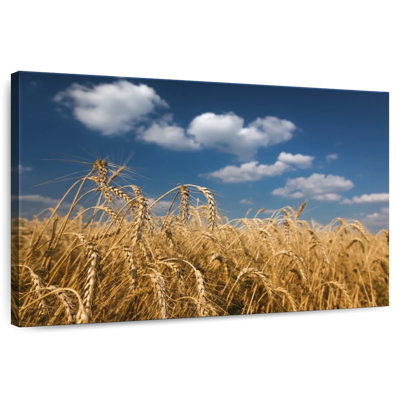 Harnek Rye Field
