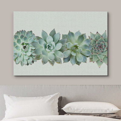 «Variété de plantes succulentes du désert vert, photographie de gros plan ultra» sur