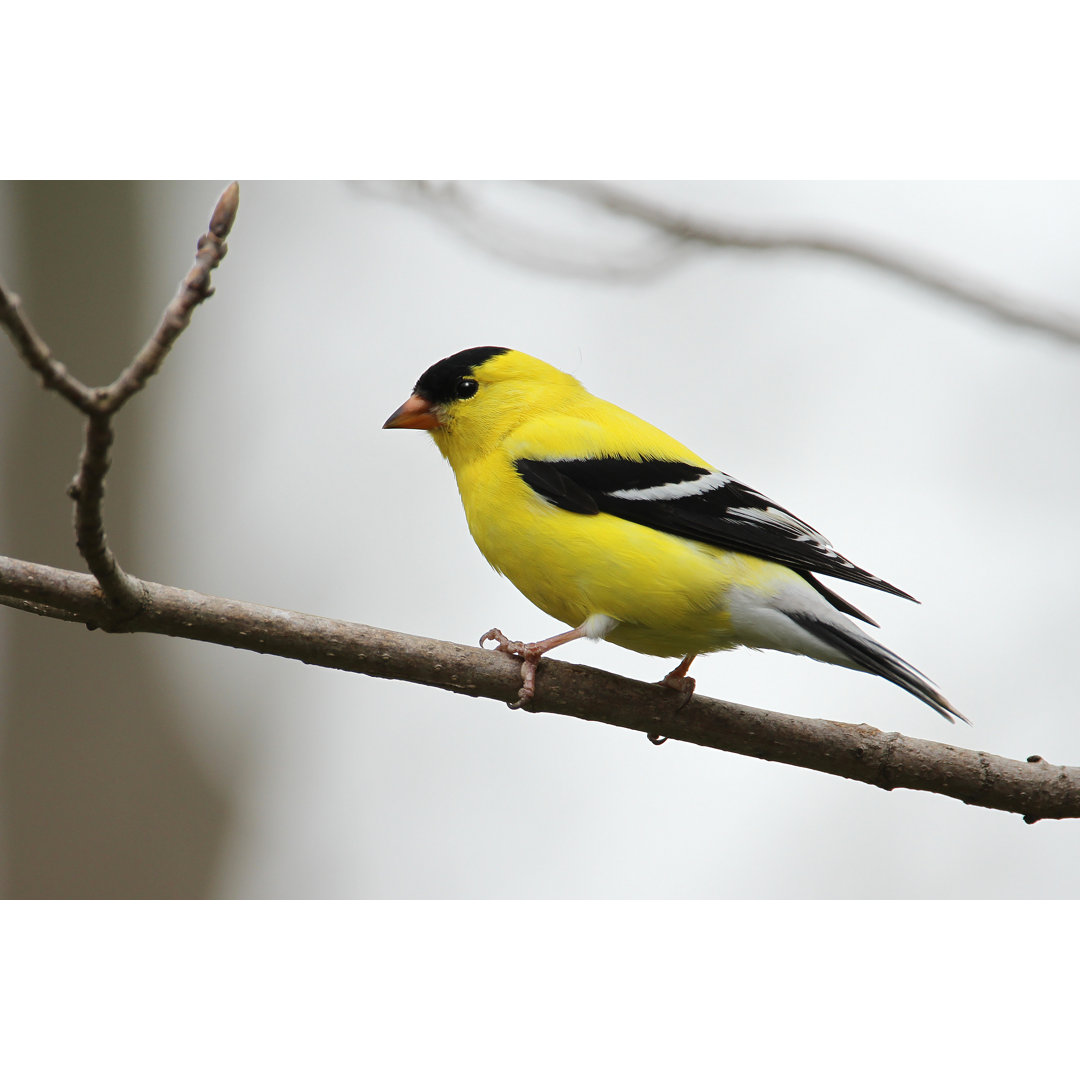 Leinwandbild Male American Goldfinch