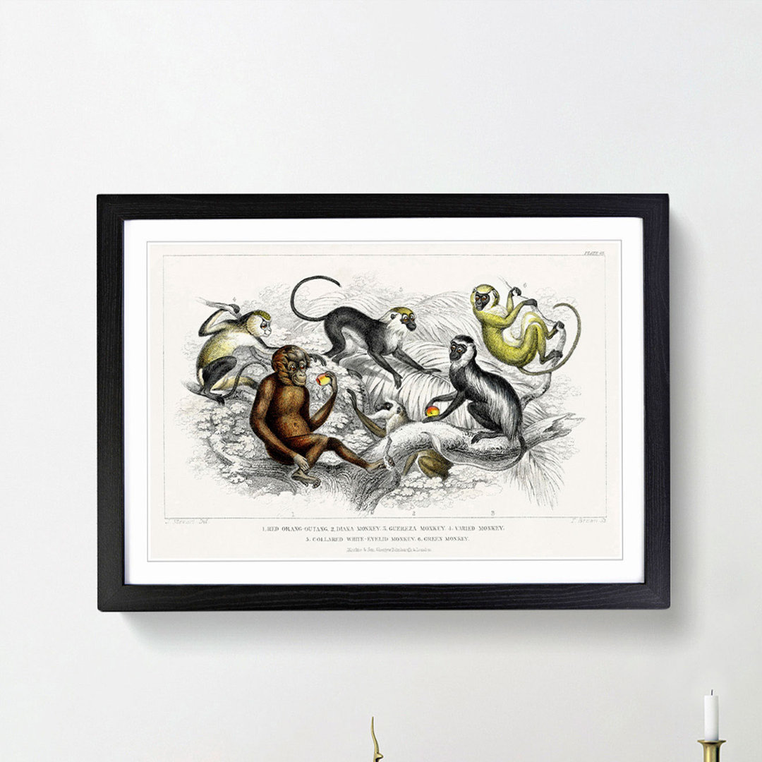 Orangutan and Monkeys by Oliver Goldsmith - Framed Print