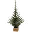 Pinetree In Box, Large - 71 Inches
