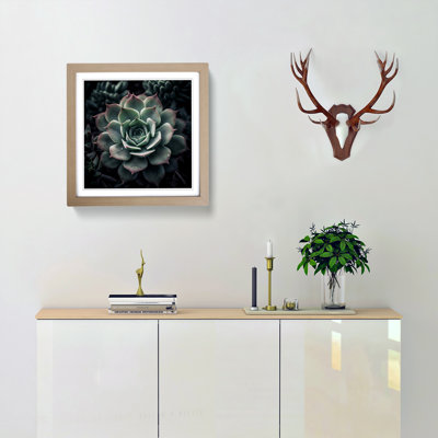 Succulent Photograph - Framed Print