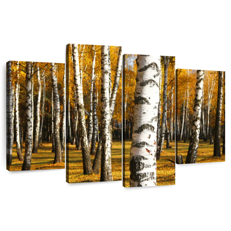 Alvord Golden Birch Grove, H 32 po x l 52 po