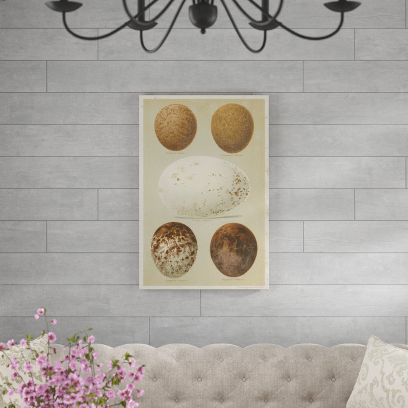Antique Bird Egg Study III by Henry Seebohm - Painting Print, 91cm H x 61cm W, Wrapped Canvas