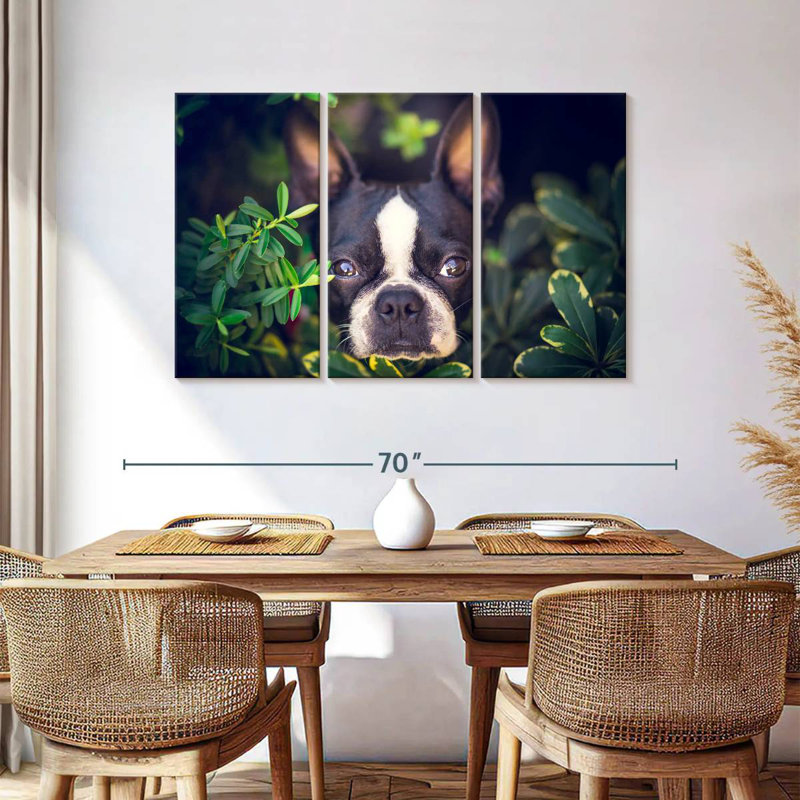 Brampt Boston Terrier Hiding, 36" H x 57" W