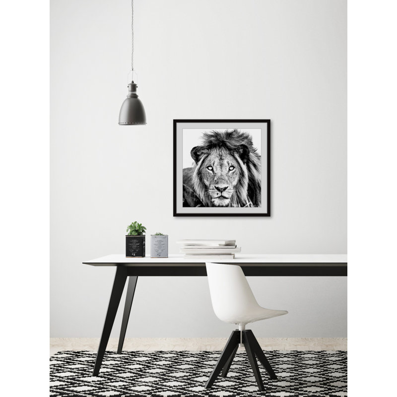 Mighty Lion - Single Picture Frame Print, 81cm H x 81cm W x 3.81cm D