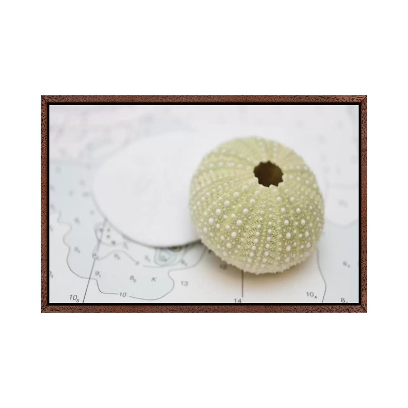 Nautical Urchin by Savanah Plank - Gallery-Wrapped Canvas Giclée on Canvas, 66.04 cm H x 45.72 cm W, Classic Wood