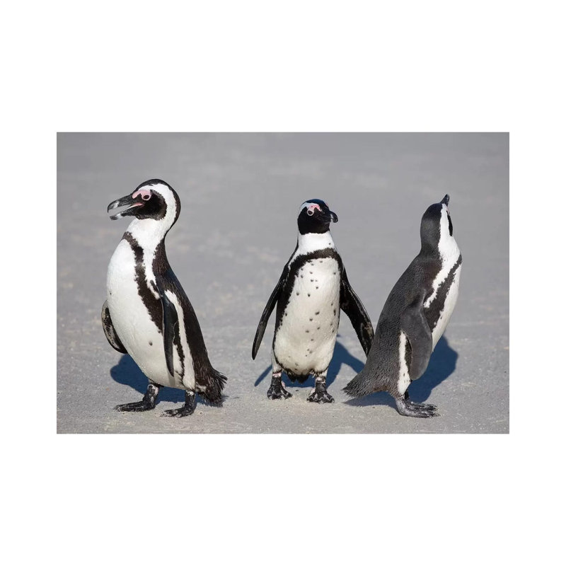 African Penguin Trio by Mogens Trolle - Wrapped Canvas Gallery-Wrapped Canvas Giclée, 20.32 cm H x 30.48 cm W