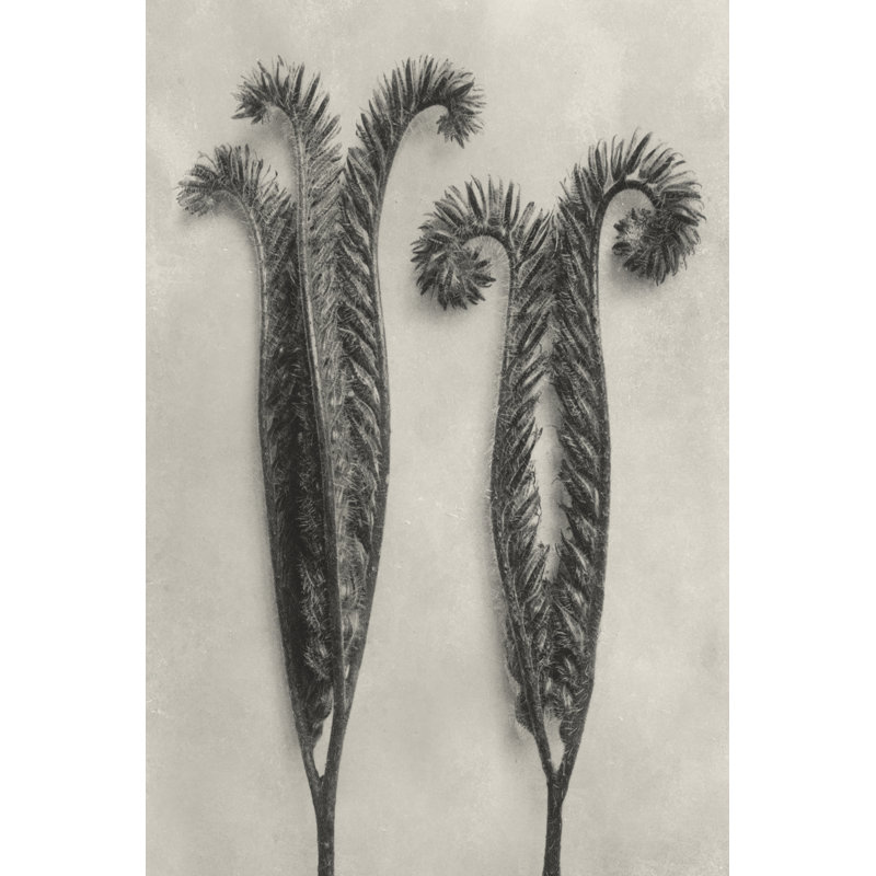 Blossfeldt Botanical II - Wrapped Canvas Painting, 46cm H x 30cm W