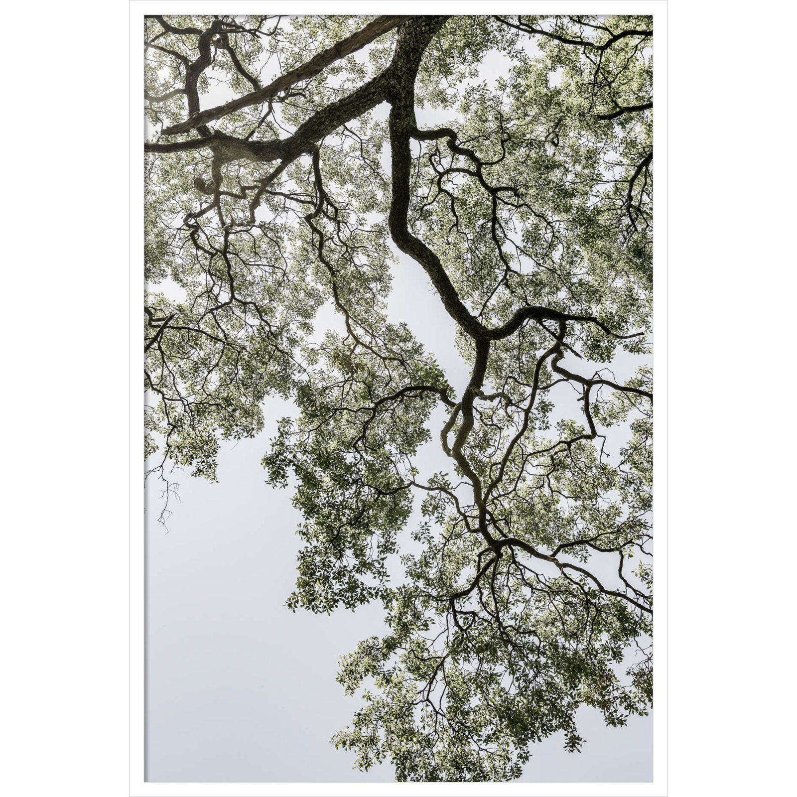 Pleasantville "Coastal Forest" Print, 41" H x 28" W, White