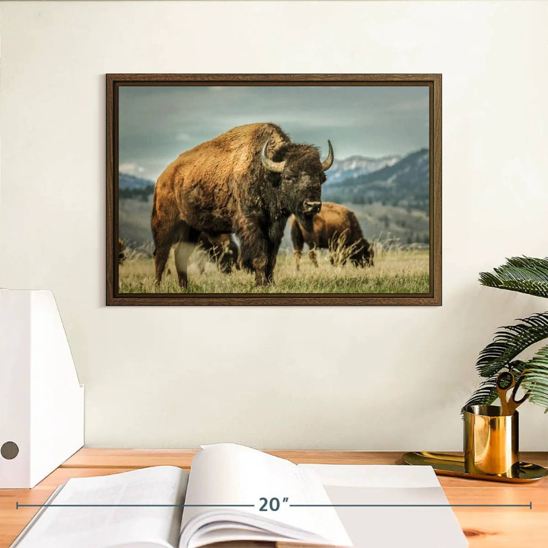 Wyoming Bison, 13" X 9", Floating Frame Walnut