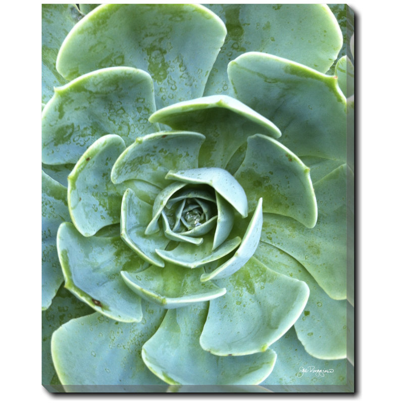 Succulent Center 1 Print by Joe Ruggiero