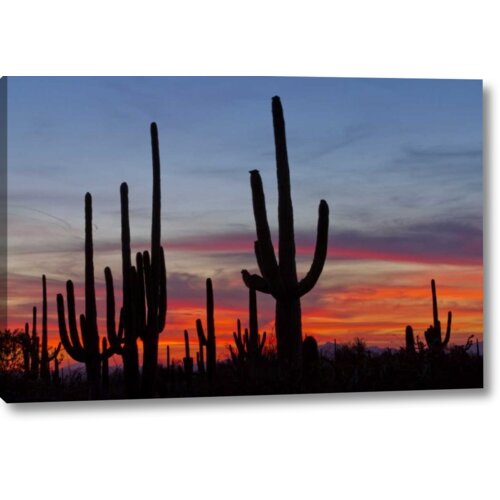 World Menagerie AZ, Sonoran Desert Saguaro Cacti and Sunset by Cathy ...