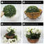 52cm Plant