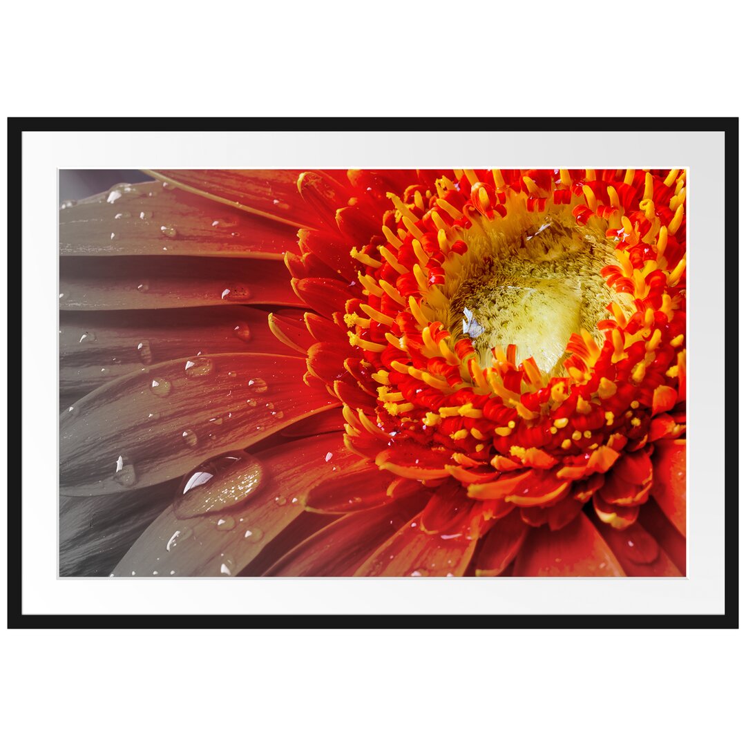 Gerahmtes Poster Gerbera mit Wassertropfen