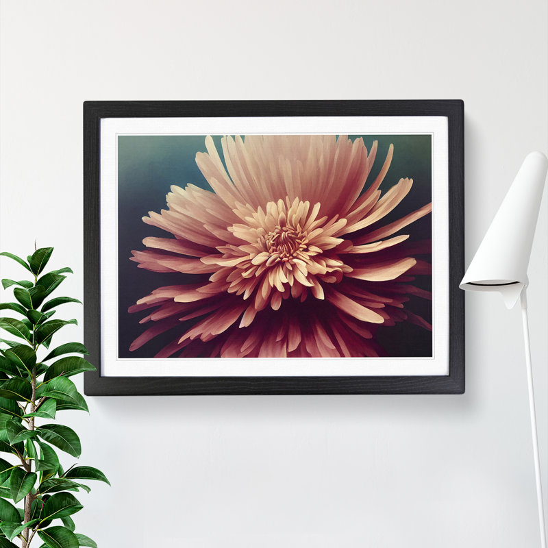 Bold Chrysanthemum Flower - Single Picture Frame Print, Black Framed, 46cm H x 64cm W x 2cm D