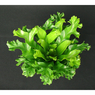 Leslie Crested Birdsnest Fern - Live Plant in a 6 Inch Pot - Asplenium Antiquum - Rare and Beautiful Ferns from Florida