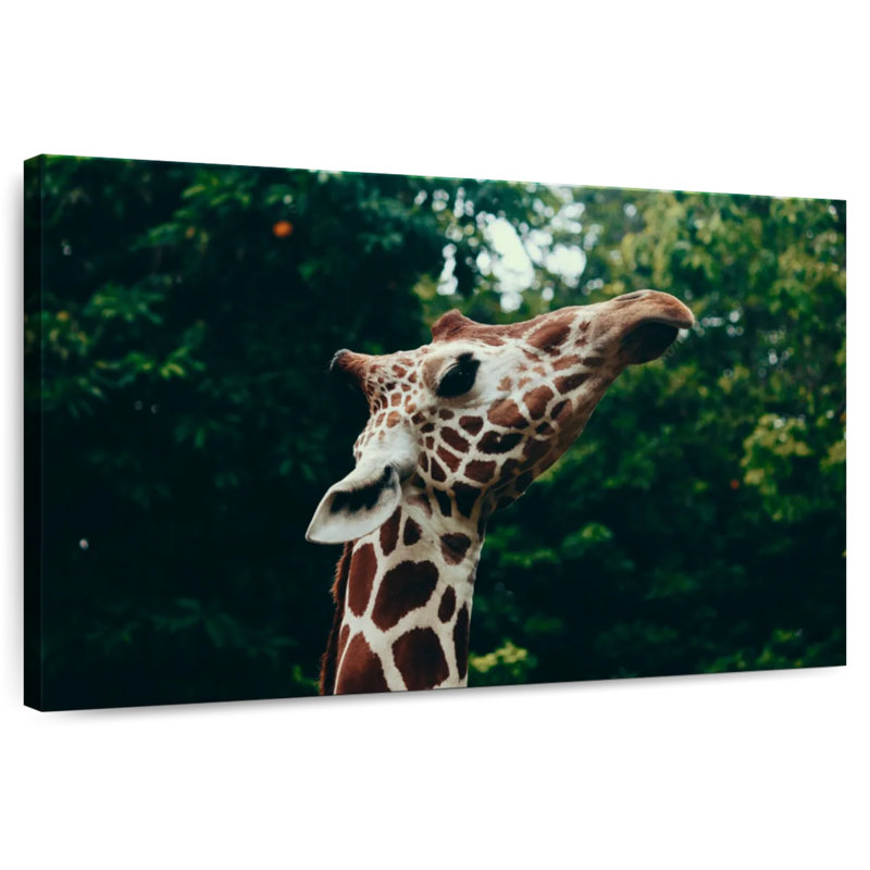 Brampt Giraffe Head Close-Up, 32" H x 48" W