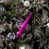 Fuchsia mat