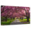 Fleurs de cerisier Harnek Brooklyn Park