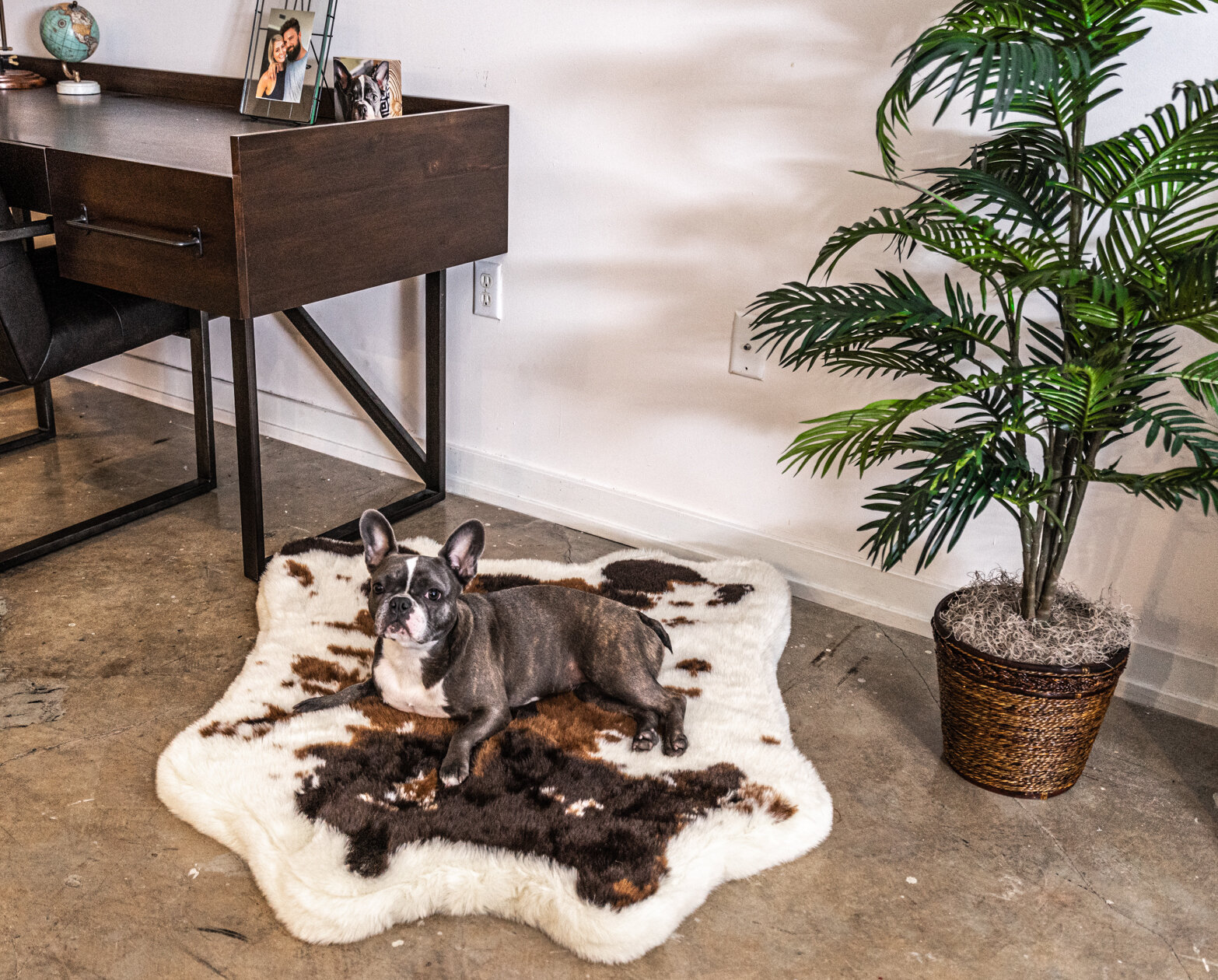 Powhattan PupRug Runner Faux Fur Memory Foam Dog Mat Tucker Murphy Pet Color: Gray, Size: Medium (35 W x 2 D x 50 H)