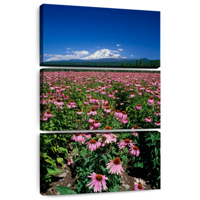 Harnek Echinacea Field