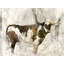 Brown Bovine Painting by Emma Brooks-26925624-26925614