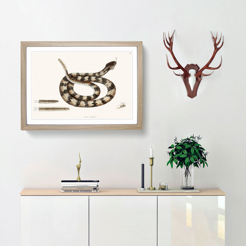 Rattlesnake by Mark Catesby - Picture Frame Painting Print, 27cm H x 36cm W x 2cm D, Oak Framed