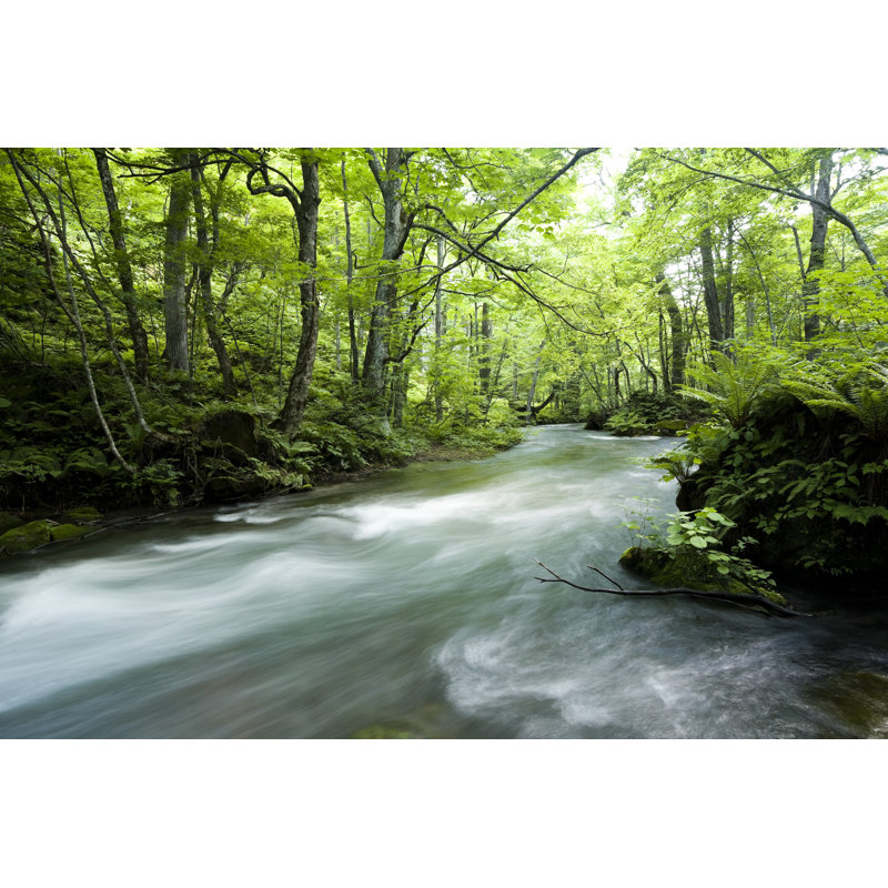 Forest River - Wrapped Canvas Print, 51cm H x 76cm W x 3.8cm D