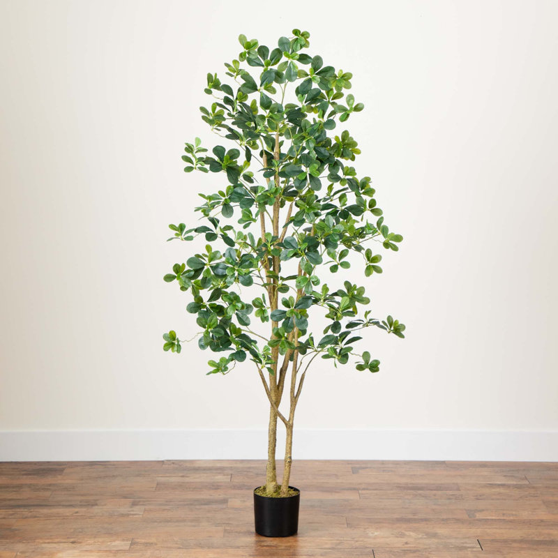 6 pi Olive noire artificielle