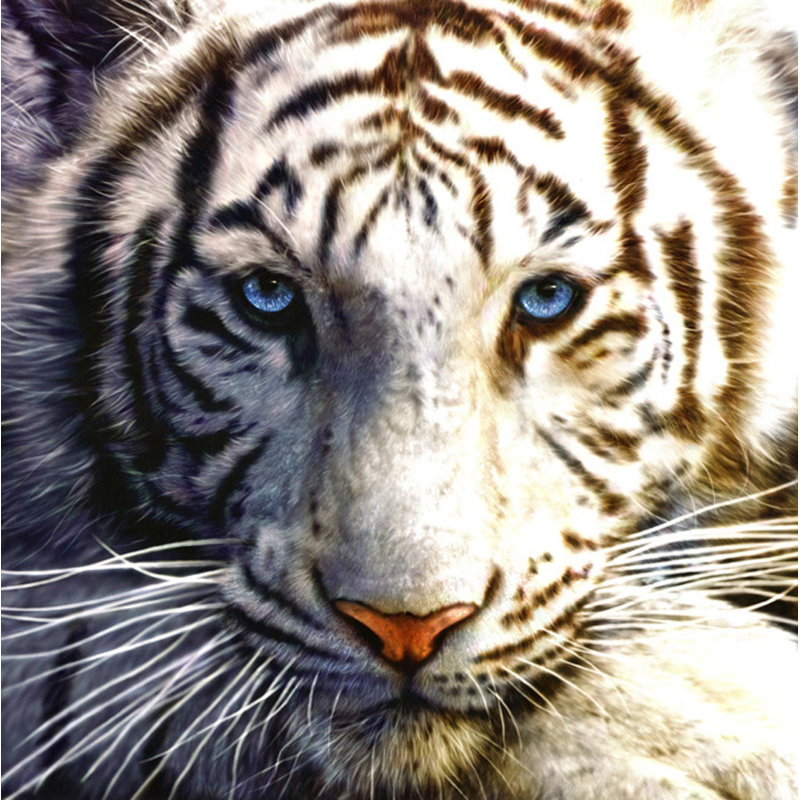 Tigre blanc, H 20 po x l 20 po