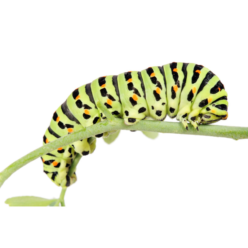 Swallow Tail Butterfly by Arlindo71 - Wrapped Canvas Print, 61cm H x 91cm W x 3.8cm D