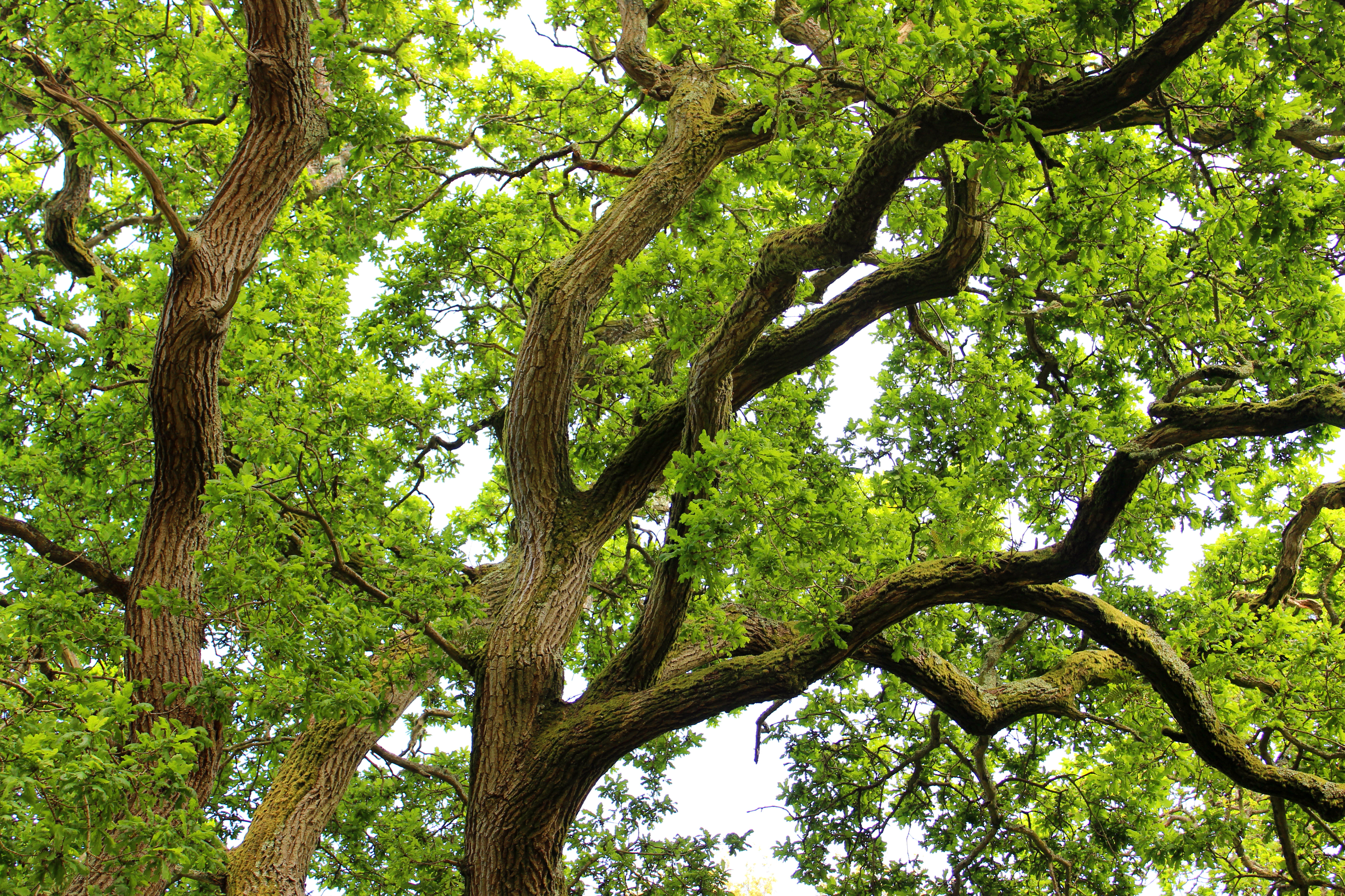 Alpen Home English oak tree 493567519 | Wayfair.co.uk