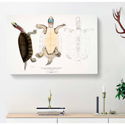 Kachuga Terrapin Illustrations by John Edward Gray - Wrapped Canvas