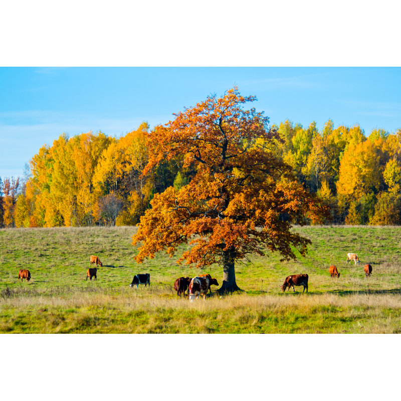 Cows Under The Tree by Llvllagic - Wrapped Canvas Print, 20cm H x 30cm W