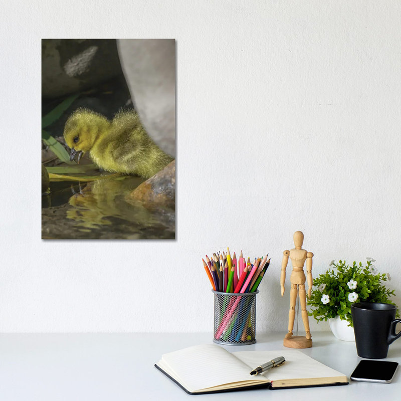 Goosling Reflection by Louis Ruth - Wrapped Canvas Print, 20.32 cm H x 30.48 cm W