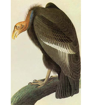 Condor de californie-impression d’art graphique