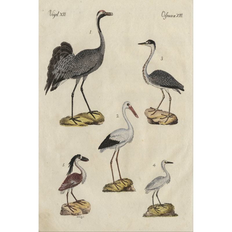 Heron Classification I by Friedrich Strack - Wrapped Canvas Print, 122cm H x 81cm W
