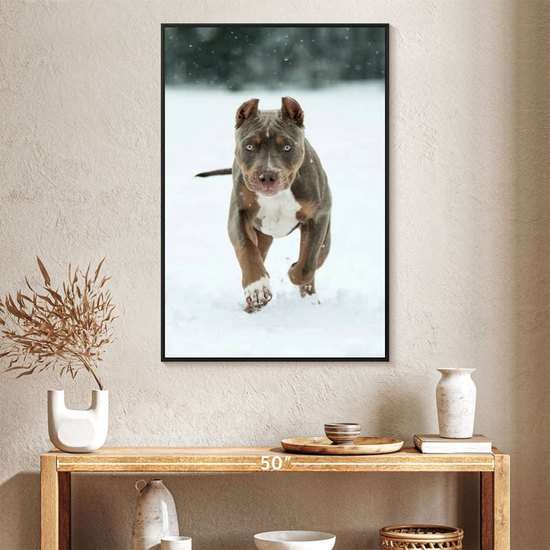 Pitbull sur neige, 27 po x 40 po, Cadre flottant noir