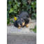 Statue de chiot teckel