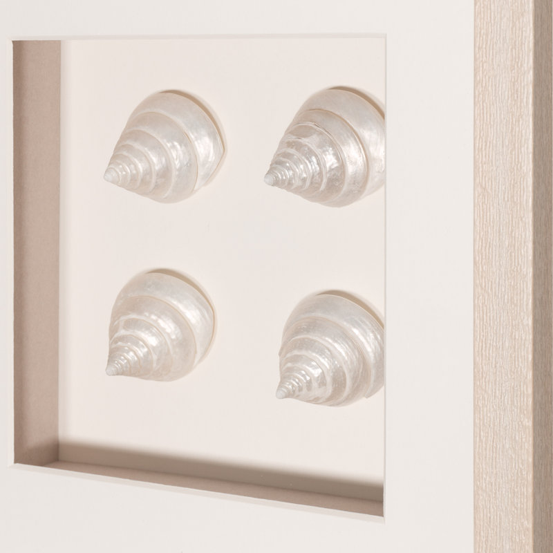 Seashell Collection Handmade Coastal Nautical & Beach Wall Decor