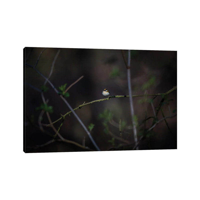 Glimmer by Mateusz Piesiak - Wrapped Canvas Print, 66.04 cm H x 45.72 cm W x 1.91 cm D