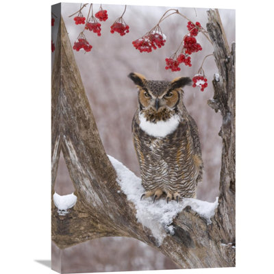 " Great Horned Owl "