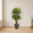 Triple Areca Palm Tree in Planter