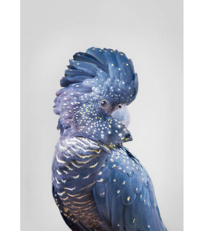 Cockatoo, 76.2 cm H x 50.8 cm W