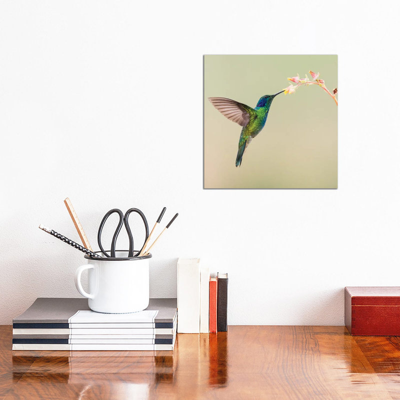 Blue-eared Violet Hummingbird Feeding On Flower, Talamanca Mountains, Costa Rica by Panoramic Images - Gallery-Wrapped Canvas Giclée on Canvas