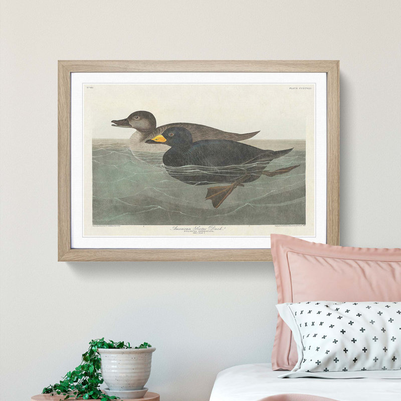 American Scooter Duck by John Audubon - 1 Piece Single Picture Frame Painting, 24cm H x 33cm W x 2cm D, Oak Framed